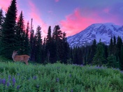 Mt. Rainier