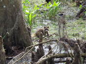 Jean Lafitte National Park Barataria Unit