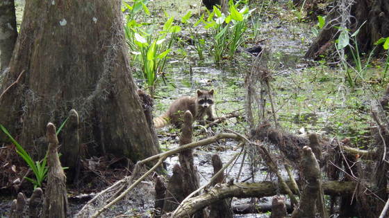 Jean Lafitte National Park Barataria Unit