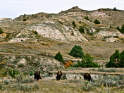 Theodore Roosevelt National Park 