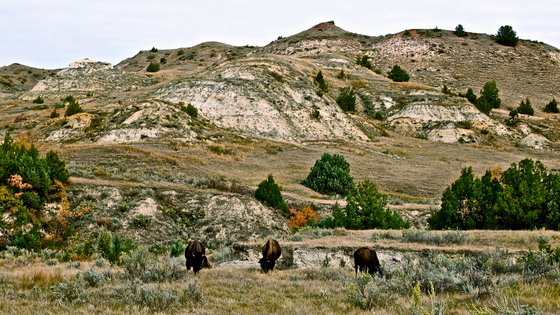 Theodore Roosevelt National Park 