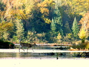 Deer Crossing