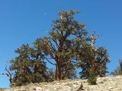Ancient Bristlecone Pine Foesrt