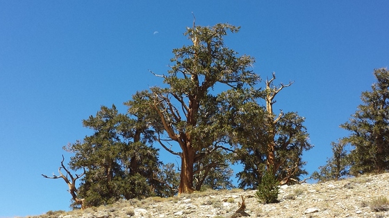 Ancient Bristlecone Pine Foesrt