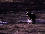 Yellowstone