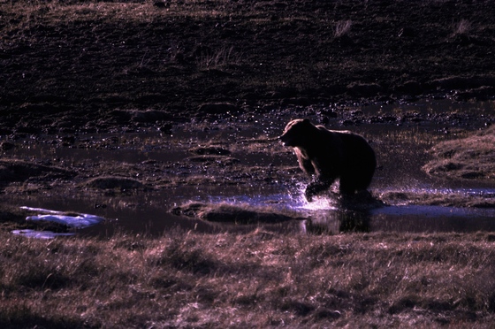 Yellowstone