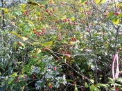Monongahela National Forest
