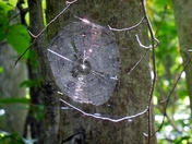 Monongahela National Forest