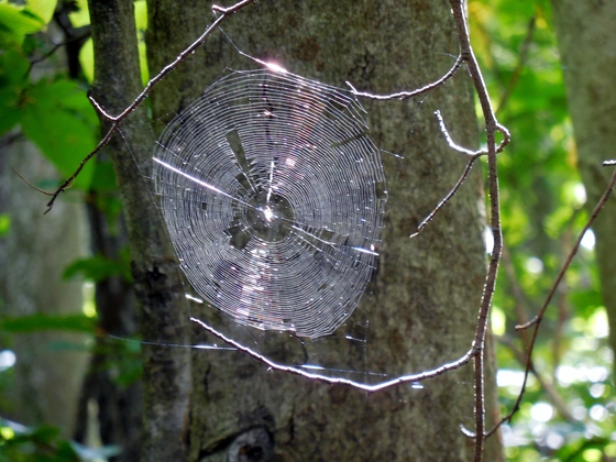 Monongahela National Forest