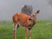 Shenandoah National Park