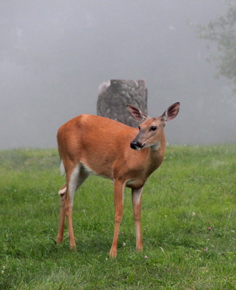 Shenandoah National Park