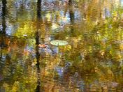 Fall Reflections