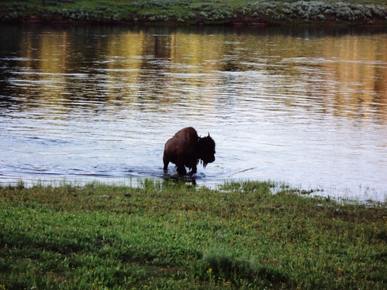 Yellowstone National Park