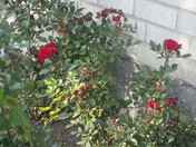 Brampton, Ont. Geographic Elements 