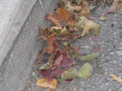 Brampton, Ont. Geographic Elements 