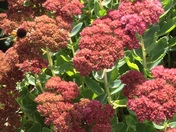 Flora and Fauna (Flora) 