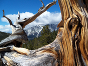 Humboldt-Toiyabe National Forest/Spring Mountain Recreation Area