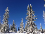 Medicine Bow-Routt National Forest