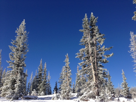 Medicine Bow-Routt National Forest
