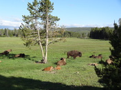Yellowstone, WY