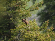 Yellowstone