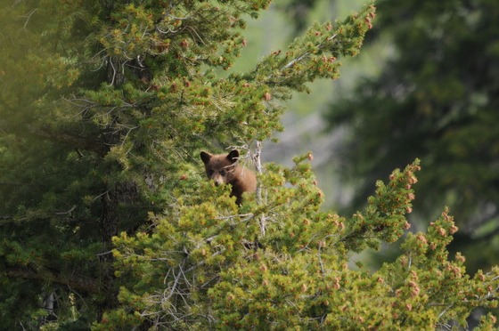 Yellowstone