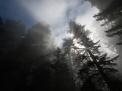 Redwood National Park