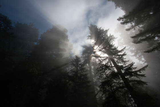 Redwood National Park