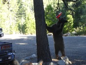 El Dorado National Forest