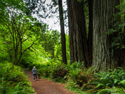 Redwood National Park