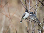 Eastern Kingbirds
