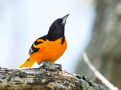 Baltimore Oriole