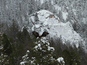 Gallatin National Forest