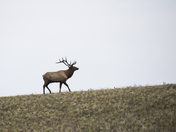 Bull ELk