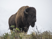 Buffalo Bull