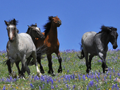 Pryor Mountains 