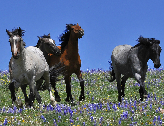 Pryor Mountains 