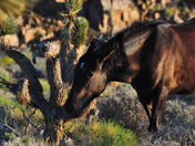 Spring Mountain National Recreation Area