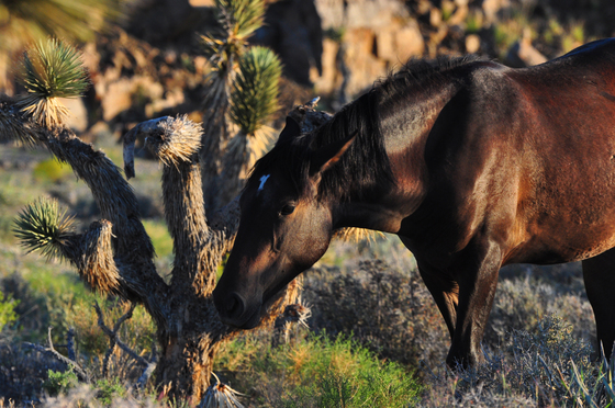 Spring Mountain National Recreation Area
