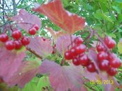 Poisonous Berries and Autumn Leaves