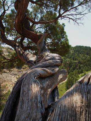 Theodore Roosevelt National Park