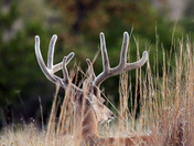 wichita mountains wildlife refuge