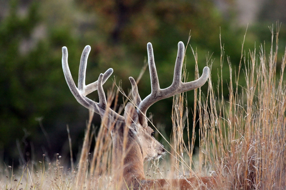 wichita mountains wildlife refuge