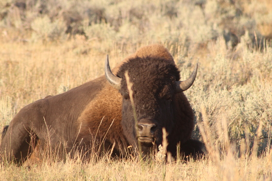 Yellowstone National Park