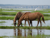  Assateague Island