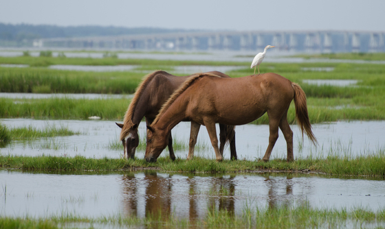  Assateague Island