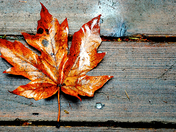 Maple leaf