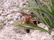 Patuxent Research refuge