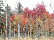 Gatineau Park fall colours