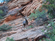 Zion National Park